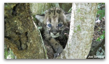 Panther Kitten 