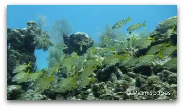 Beautiful Reef at John Pennekamp, Key Largo