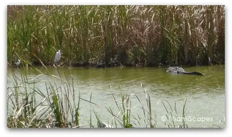 Alligators at Shark Valley water hole