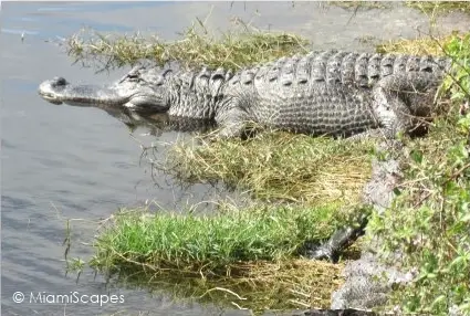 Alligator at Oasis Boardwalk Big Cypress Preserve