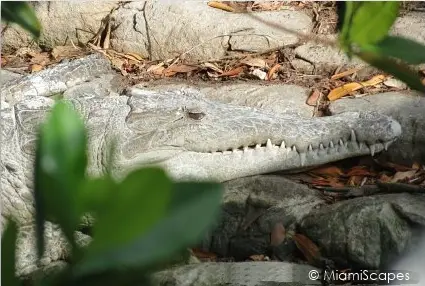 American Crocodile at Flamingo Everglades