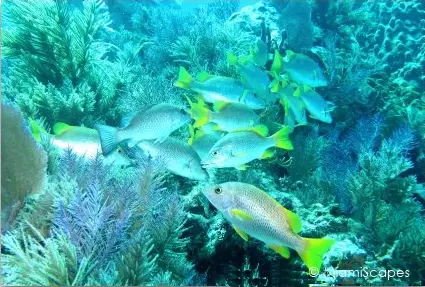 Beautiful reef off Key Largo