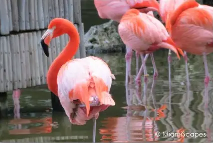 Flamingos at Lion Country Safari