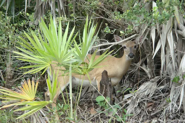 Florida Key Deer