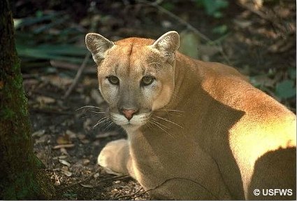 Florida Panther