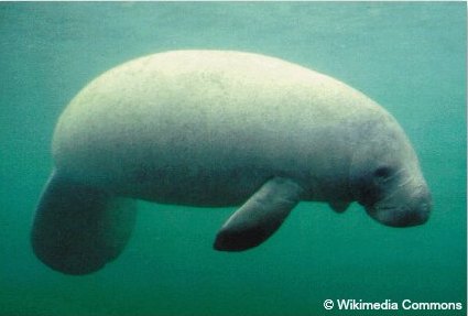 Florida Manatee