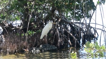 Great Egret and Mangrove Coastline