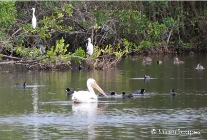 Waterbirds at Mrazek Pond Everglades