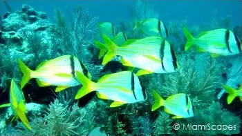 Pork Fish swim along a colorul reef off Key Largo