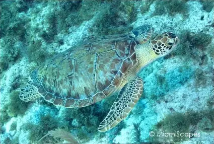 Green Sea Turtle swimming by