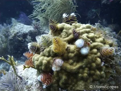 Diving French Reef, Christmas Tree Bommie in Key Largo