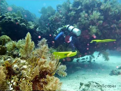 French Reef - Christmas Tree Caves