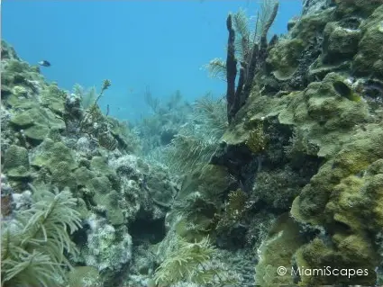 French Reef - Christmas Tree Caves