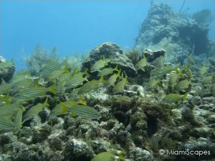 French Reef - Christmas Tree Caves