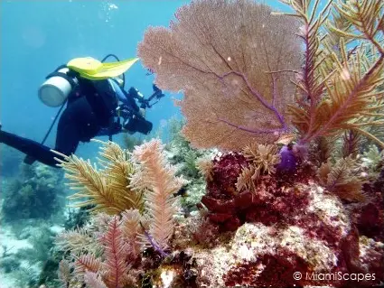 Diving French Reef: Soft Corals and Seafans