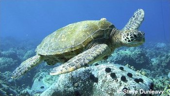 Green Sea Turtle swimming