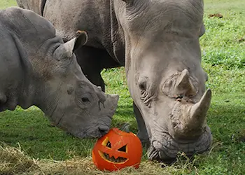 Rhinos with Pumpkins Rhinos with Pumpkins