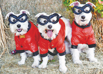 Halloween Doggies