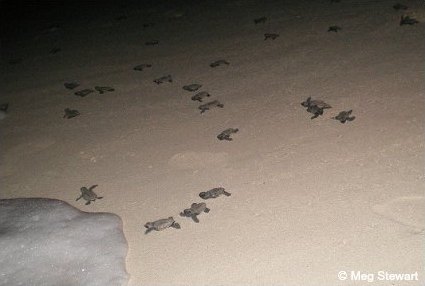 Freshly hatched sea turtle hatchlings scramble together towards the water