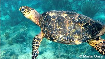 Hawksbill Sea Turtle