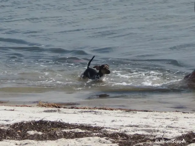 Dog at Hobie Beach Hobie Beach Dog Beach