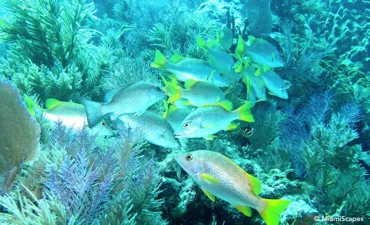 Colorful Reefs and Tropical Fish in the Florida Keys