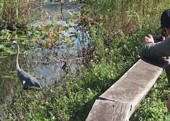 Beautiful Heron at Everglades Anhinga Trail