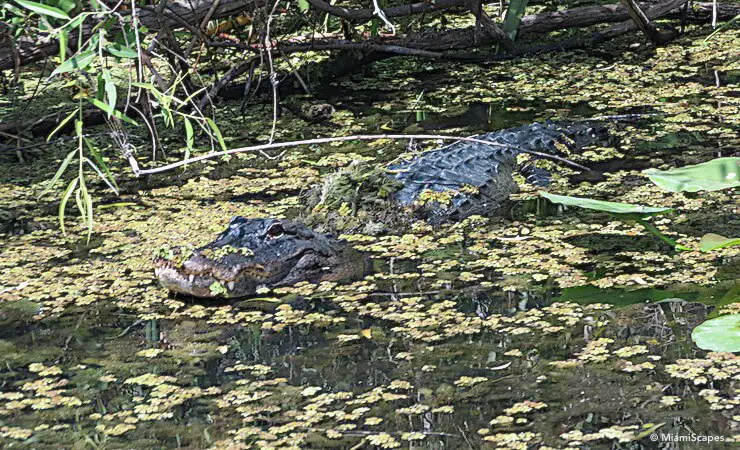 Alligator in the Everglades