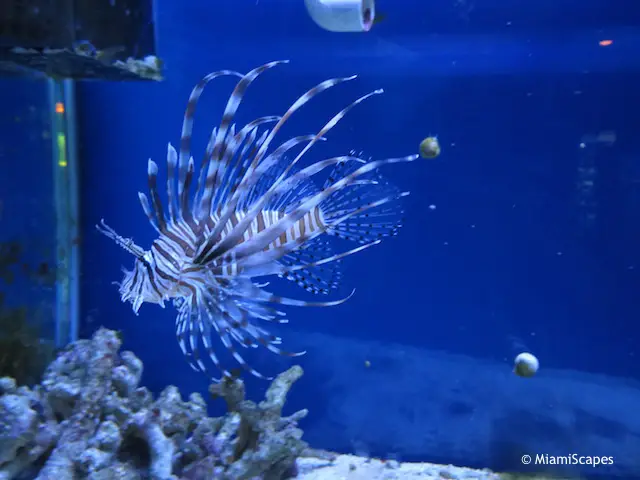 30000 gallon saltwater aquarium at John Pennekamp Visitor Center