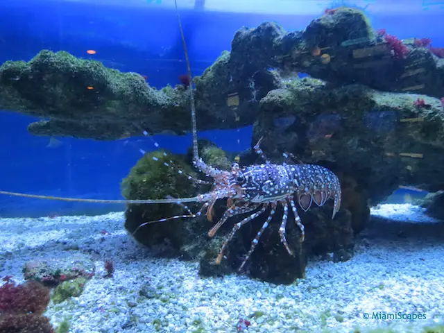 30000 gallon saltwater aquarium at John Pennekamp Visitor Center