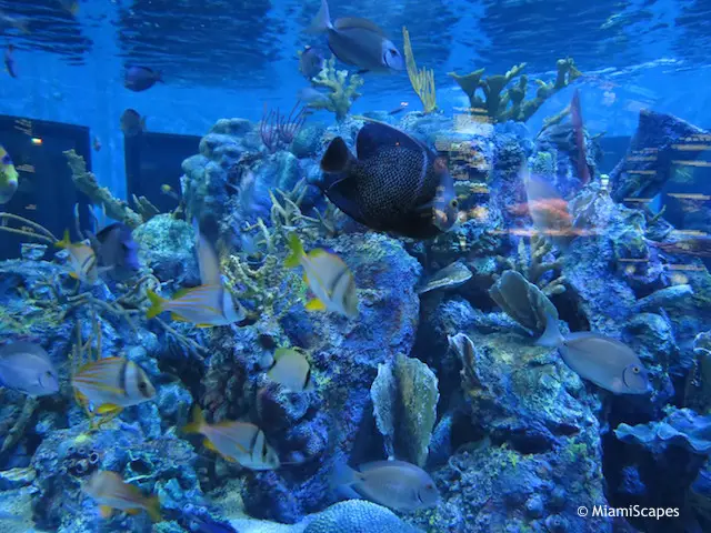 30000 gallon saltwater aquarium at John Pennekamp Visitor Center