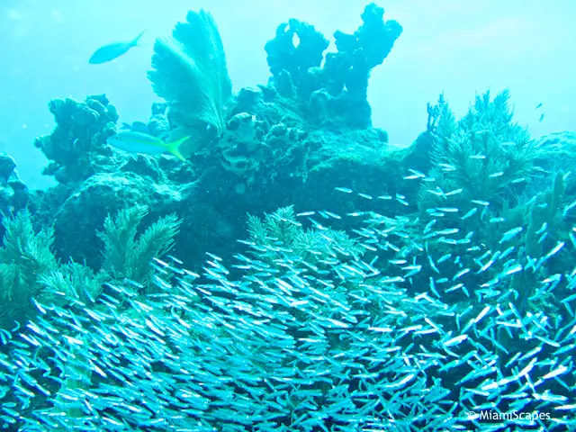 Diving John Pennekamp: French Reef