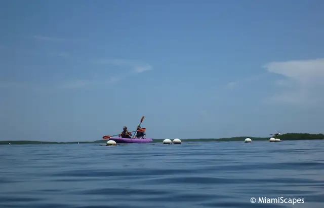 Kayaking in the sound at John Pennekamp