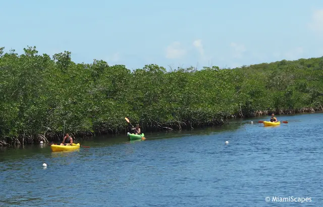 Kayaking along mangrove coastline at John Pennekamp