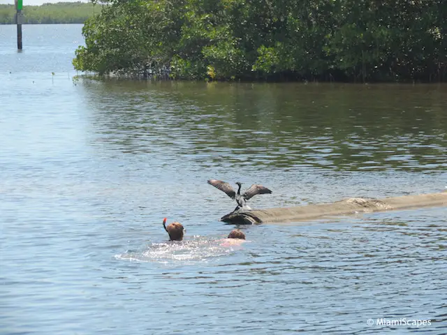 Shore bird at John Pennekamp beach