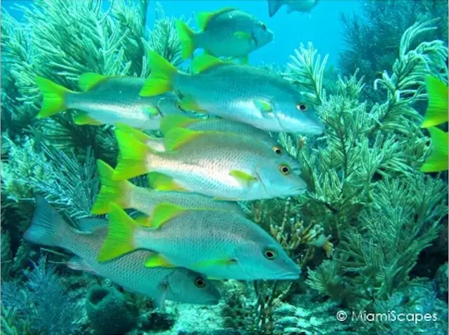 Tropical Fish at Molasses Reef - John Pennekamp Diving