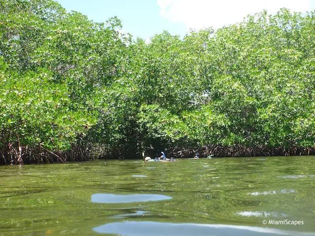 Snorkeling the Mangrove Shore at Pennekamp Park