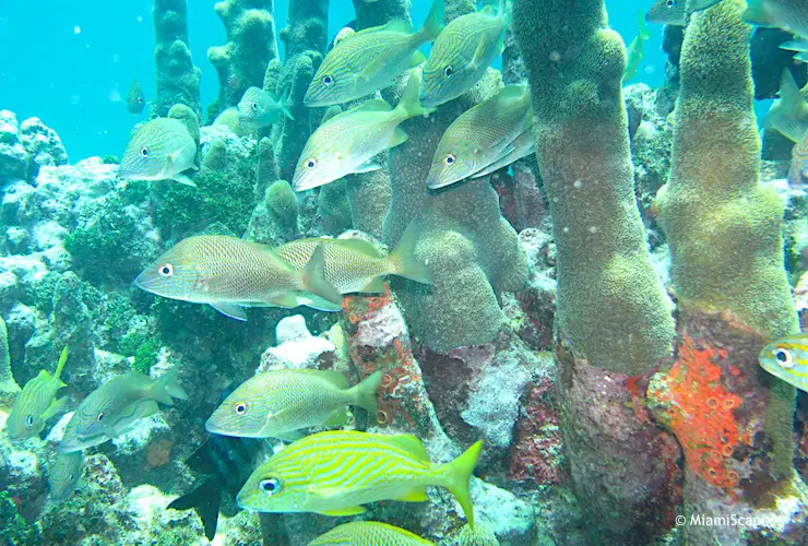 Snorkeling beautiful reef at John Pennekamp, many French Grunts