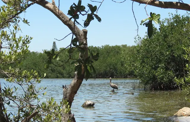 Canoeing at John Pennekamp: Bird Life