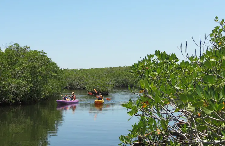John Pennekamp Kayaking the Mangrove Creeks Kayaking the Mangrove Creeks at John Pennekamp