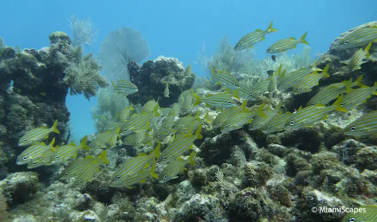 John Pennekamp State Park Reef