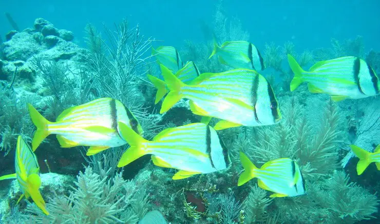 Miami in July - Scuba Diving