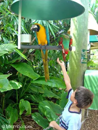 Feeding the parrots at Jungle Island