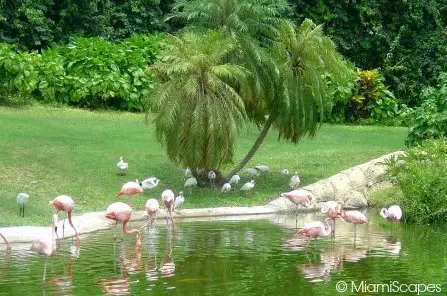 Jungle Island Flamingo Pond