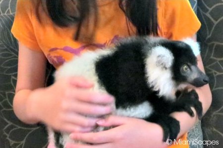 Jungle Island Cuddling with a Lemur