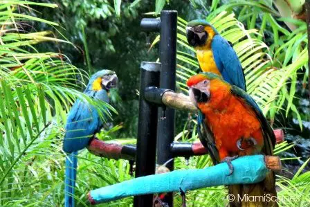 Jungle Island Miami, was previously Parrot Jungle, colorful birds are still a focal point of the park