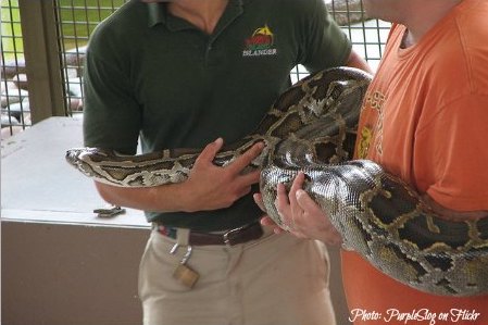 Jungle Island Snake Show
