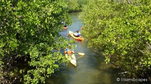 Kayaking at Oleta along mangrove coastline
