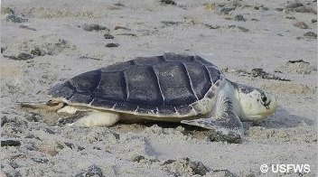 Kemps Ridley Sea Turtle