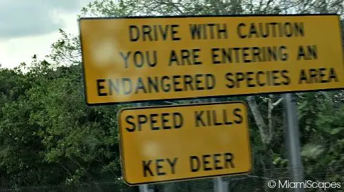 Key Deer Warning Signs on Overseas Highway